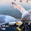 Seagull C.
